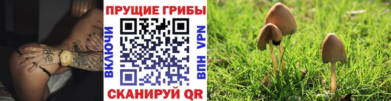 наркотики  Почеп  Псилоцибиновые грибы мицелий 
